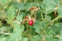 Solanum sisymbriifolium
